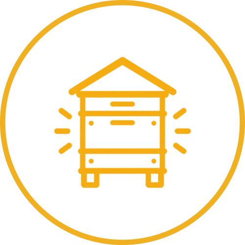Ruche
